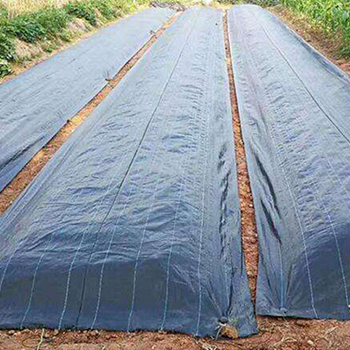 Anti Grass Cloth